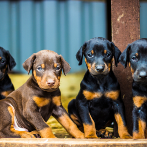doberman_2__1_